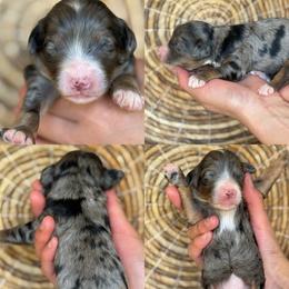 Gretchen - Tri-color female Bernedoodle puppy in Yuciapa, California from AlltheDoodlez_