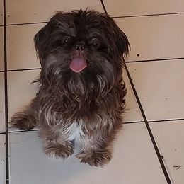 Wasabi - Shih Tzu