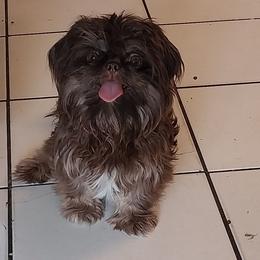 Wasabi - Shih Tzu