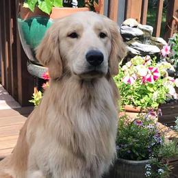 Golden Retrievers from Elmcreek Golden Retrievers and Helping Paws, MN