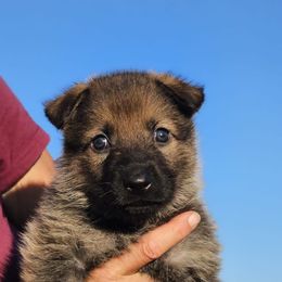 German Shepherd Puppies from Vom Haus Denfors K9