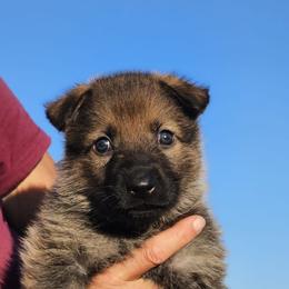 German Shepherd Puppies from Vom Haus Denfors K9