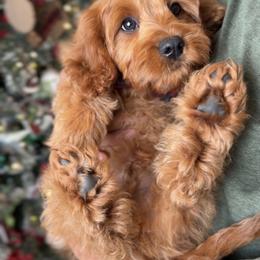 Bernedoodle, Cavapoo, and Goldendoodle Puppies from Blackberry Farm Puppies