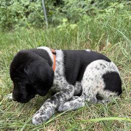 Girl 2 - female German Shorthaired Pointer puppy in Montague, Michigan from Temple Gun Dogs