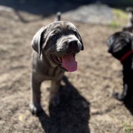 Cane Corso and Lowchen Puppies from High Royal Kennel