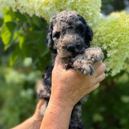 Flicker - Phantom female Poodle puppy in St. Johnsbury, Vermont from Poodles of the Northern Woods