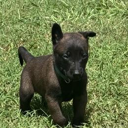 Green - Red sable male Belgian Malinois puppy in Highland City, Florida from VonSal Kennels
