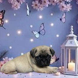 Ariel - Fawn female Pug puppy in Winter Haven, Florida from Precious Paws