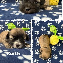 Keith - Cream male Lhasa Apso puppy in Cincinnati, Ohio from Shangri-La Lhasa Apsos