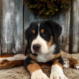 Myra - Black, white and red female Greater Swiss Mountain Dog puppy in Chester, Illinois from Hilltop Swissys