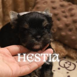 Hestia - Black and tan female Yorkshire Terrier puppy in Red Boiling Springs, Tennessee from Pendragon Yorkies