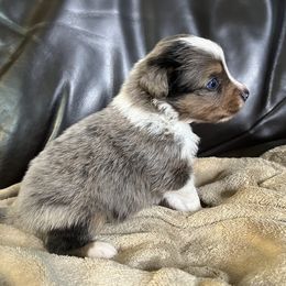 Ponyboy - Blue Merle Male 1 - Blue merle male Miniature Australian Shepherd puppy in Taunton, Massachusetts from Checkered Flag Champions Mini Aussies