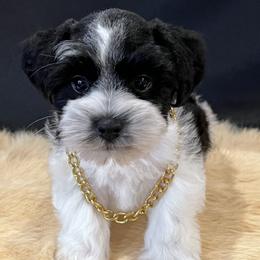 Radar - Black male Miniature Schnauzer puppy in San Augustine, Texas from My Little Schnauzer Pals