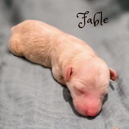 Fable - Apricot male Goldendoodle puppy in Cleveland, Tennessee from Edgewater Doodles & Designer Pups