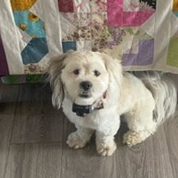 Lhasa Apsos from Piper’s Puppies