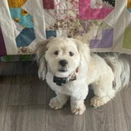Lhasa Apsos from Piper’s Puppies