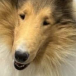 Collies from Aryggeth Collies