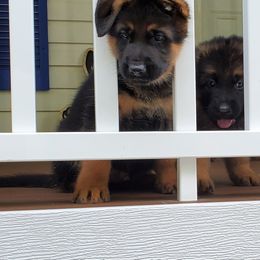 German Shepherd Puppies from vom Haus Jurincie