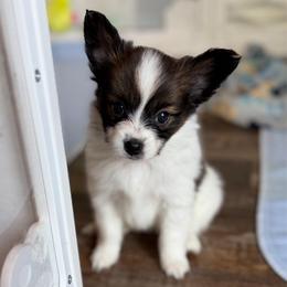 Ruby - White and sable female Papillon puppy in Coatesville, Indiana from Wendy’s Wings
