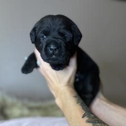 Ridge - Black male Labrador Retriever puppy in Rocky Top, Tennessee from Rocky Top Retrievers