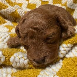Lady - Red  female Poodle puppy in Kidder, South Dakota from Continental Cavaliers