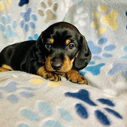 Dachshund Puppies from Mahzian Miniature Dachshunds