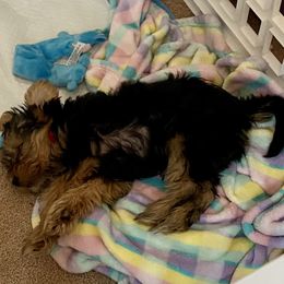 Assorted Doodle Crosses, Double Doodle, Maltipoo, Morkie, and Yorkipoo Puppies from Danza Bolo