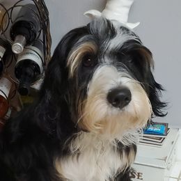 Reese - Tibetan Terrier