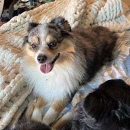 Winston - Toy Australian Shepherd