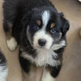Godiva - Black tri-color female Australian Shepherd puppy in Maryland from Lake Shore Australian Shepherds