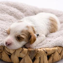 Chili - Cream male Cavapoo puppy in Beech Island, South Carolina from New Moon Farm Canines