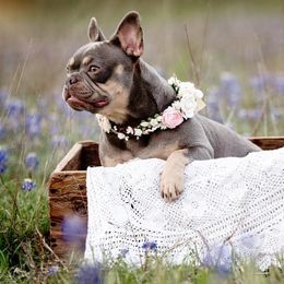 French Bulldogs from Royal Dream Frenchies