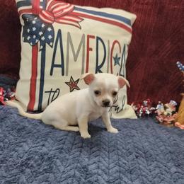 Wini - Cream and white female Chihuahua puppy in Chesapeake, Virginia from Elsbeth's Chihuahuas