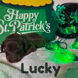 Lucky - Chocolate and cream male Dachshund puppy in Monitor, Washington from Shannon Dolly’s Dachshunds