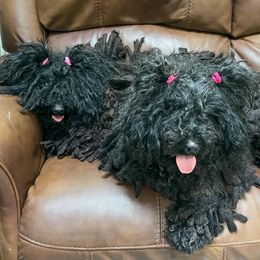 Puli All Grown Up from Bowmaker Pulik