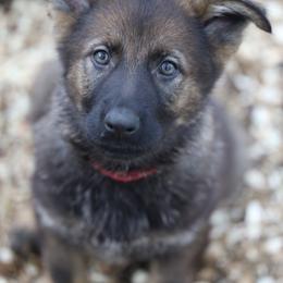 German Shepherd Puppies from Vom Haus Highlands