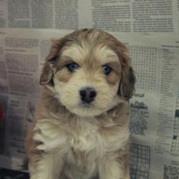 Ange - Merle male Pomsky puppy in Harrington, Delaware from Nini Sunflowers