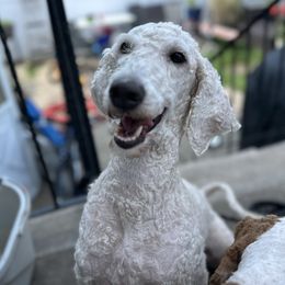 Raven - Goldendoodle