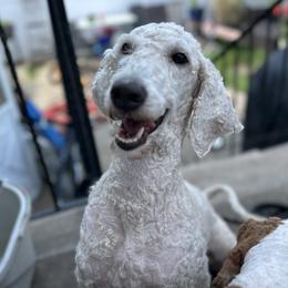 Raven - Goldendoodle