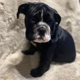 Bulldog Puppies from BUBBABULL
