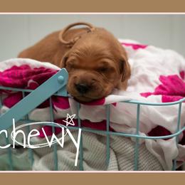 Chewy - Dark golden female Golden Retriever puppy in Driggs, Idaho from SK Golden Retrievers