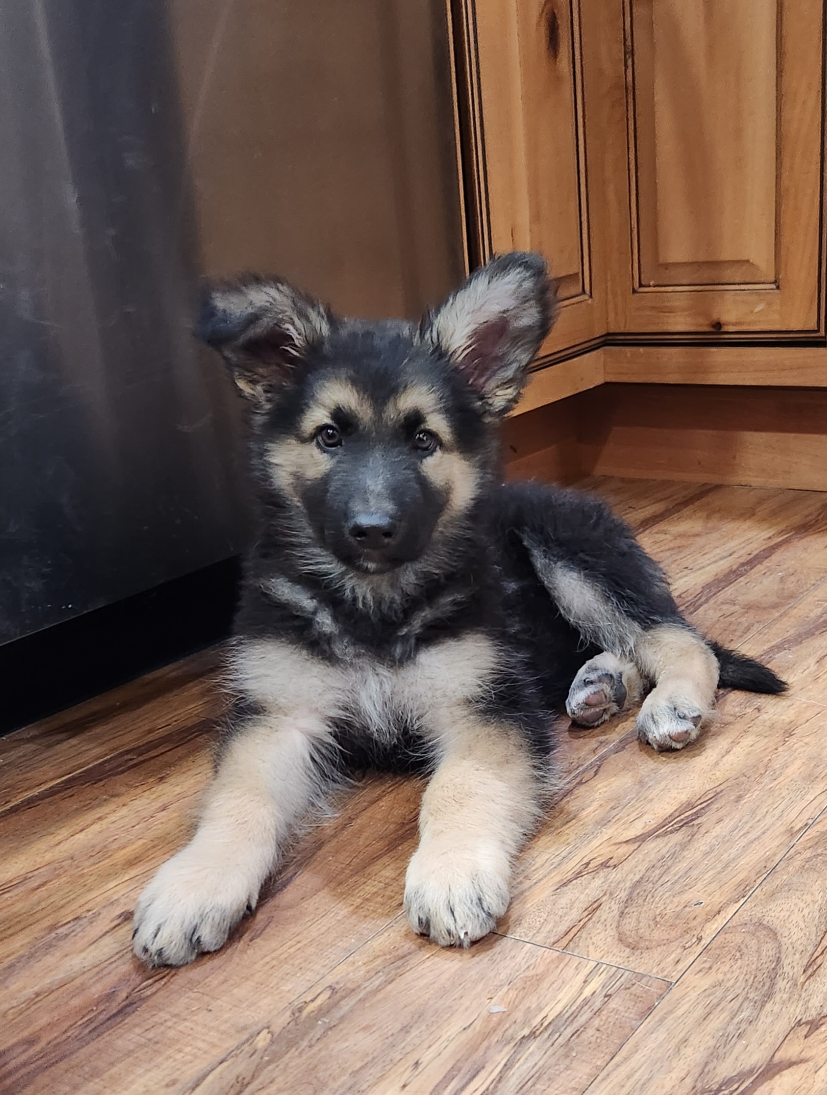 Boy 5 - Black and beige Shiloh Shepherd puppy in Charlo, Montana from IdleWilde Shilohs