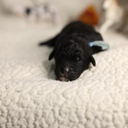 Donkey - Black and white male Bernedoodle puppy in Seffner, Florida from TOP NOTCH PUPS- BERNEDOODLE BREEDER