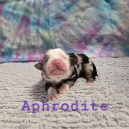 Aphrodite - Blue merle female Miniature Australian Shepherd puppy in Church Hill, Tennessee from Hippie Dog Haven