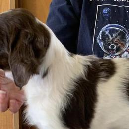 Brittanys and Tibetan Spaniels from MoonRiver Brittanys & Tibetan Spaniels