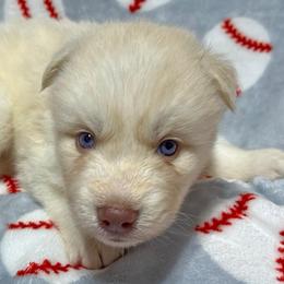 AKC Nutmeg - White male Siberian Husky puppy in Centreville, Maryland from Huskies By the Bay