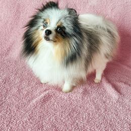 Ripley - Pomeranian