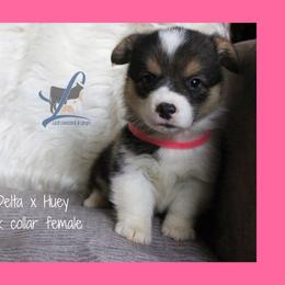 Pink Female - Black and tan female Pembroke Welsh Corgi puppy in Wayne City, Illinois from Lash Livestock & Corgis