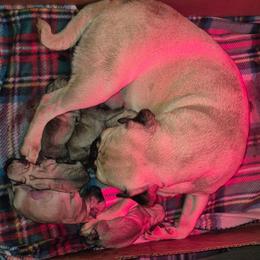 Boy 3 - Fawn male Pug puppy in Fitzwilliam, New Hampshire from Kayla's Pugs