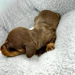 AKC Coco - Chocolate and tan female Dachshund puppy in Laveen, Arizona from Acosta Kennel